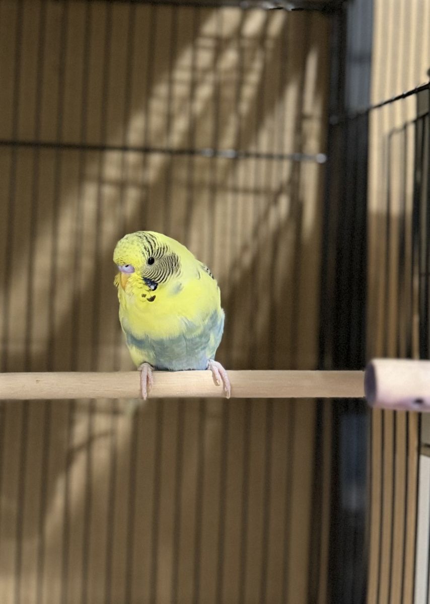 Parakeets (Budgies) - Comes with small free cage