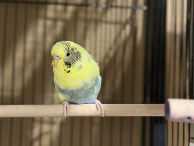 Parakeets (Budgies) - Comes with small free cage