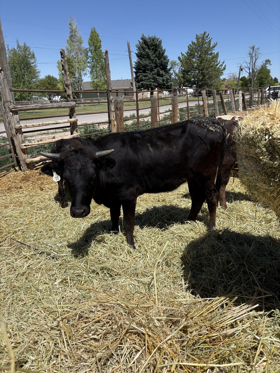 Black heifer