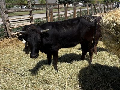 Black heifer