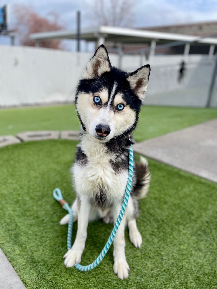 A160148 is Available for Adoption!