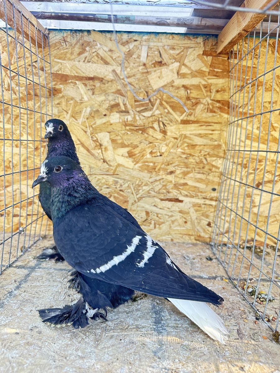 Pigeon 