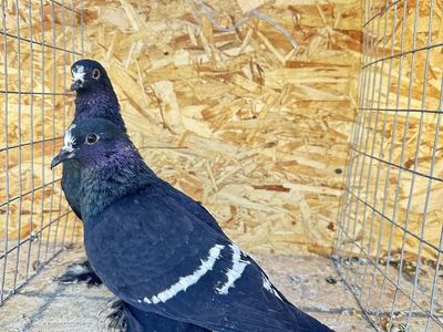Pigeon