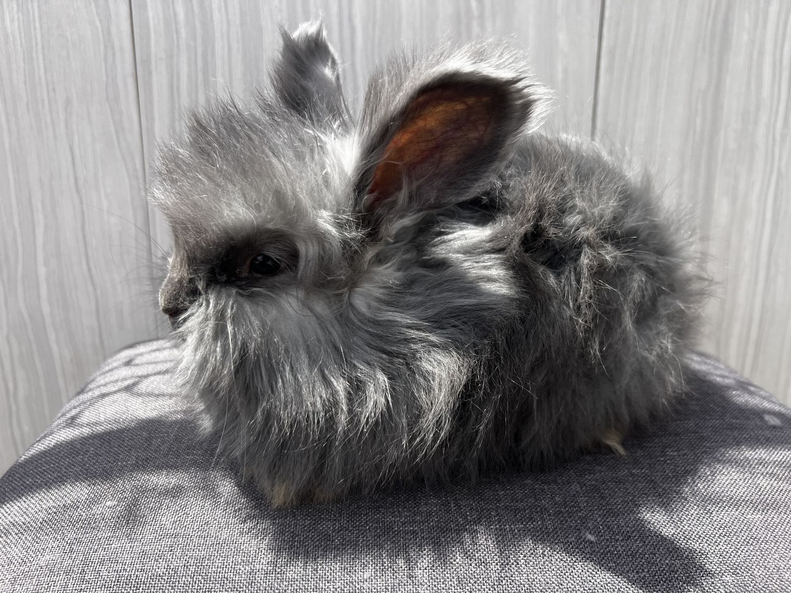 Pedigreed English Angora -last baby girl