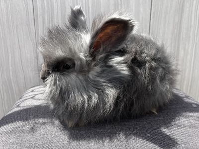 Pedigreed English Angora -last baby girl