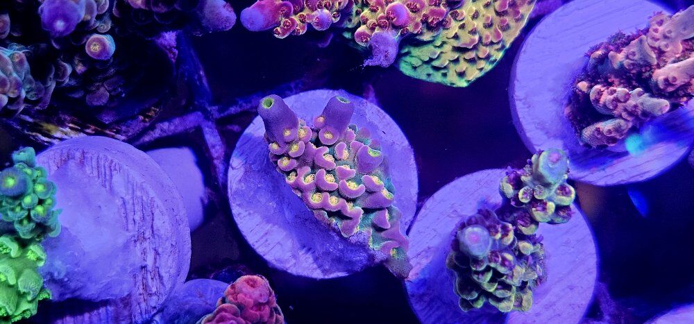 Cheap coral frags for sale