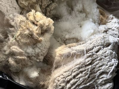 Babydoll Southdown Wool