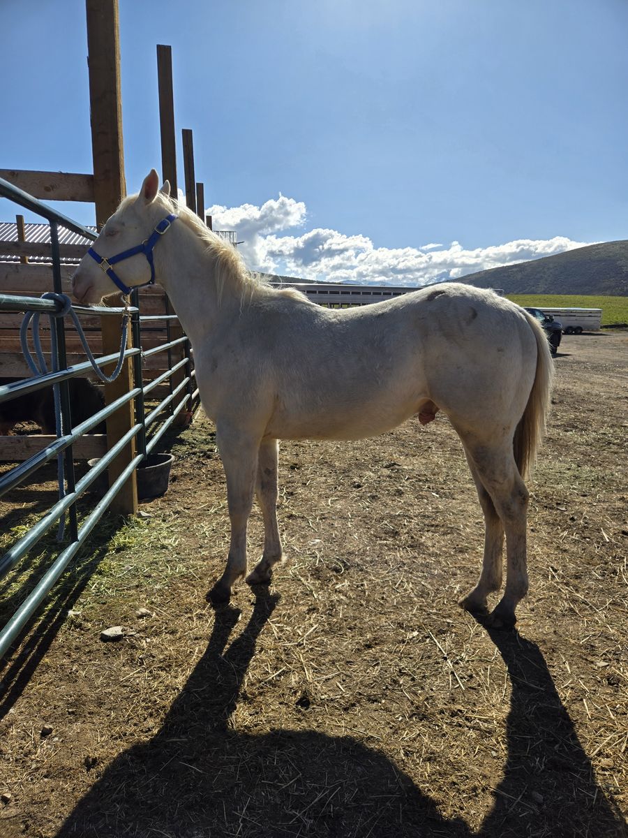 AQHA Yearling Stud colt
