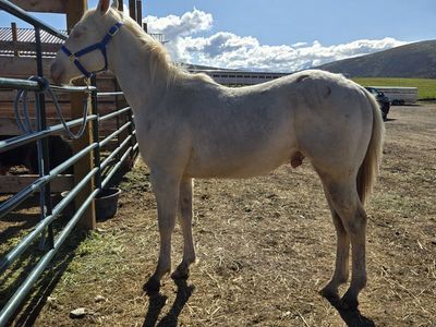 AQHA Yearling Stud colt