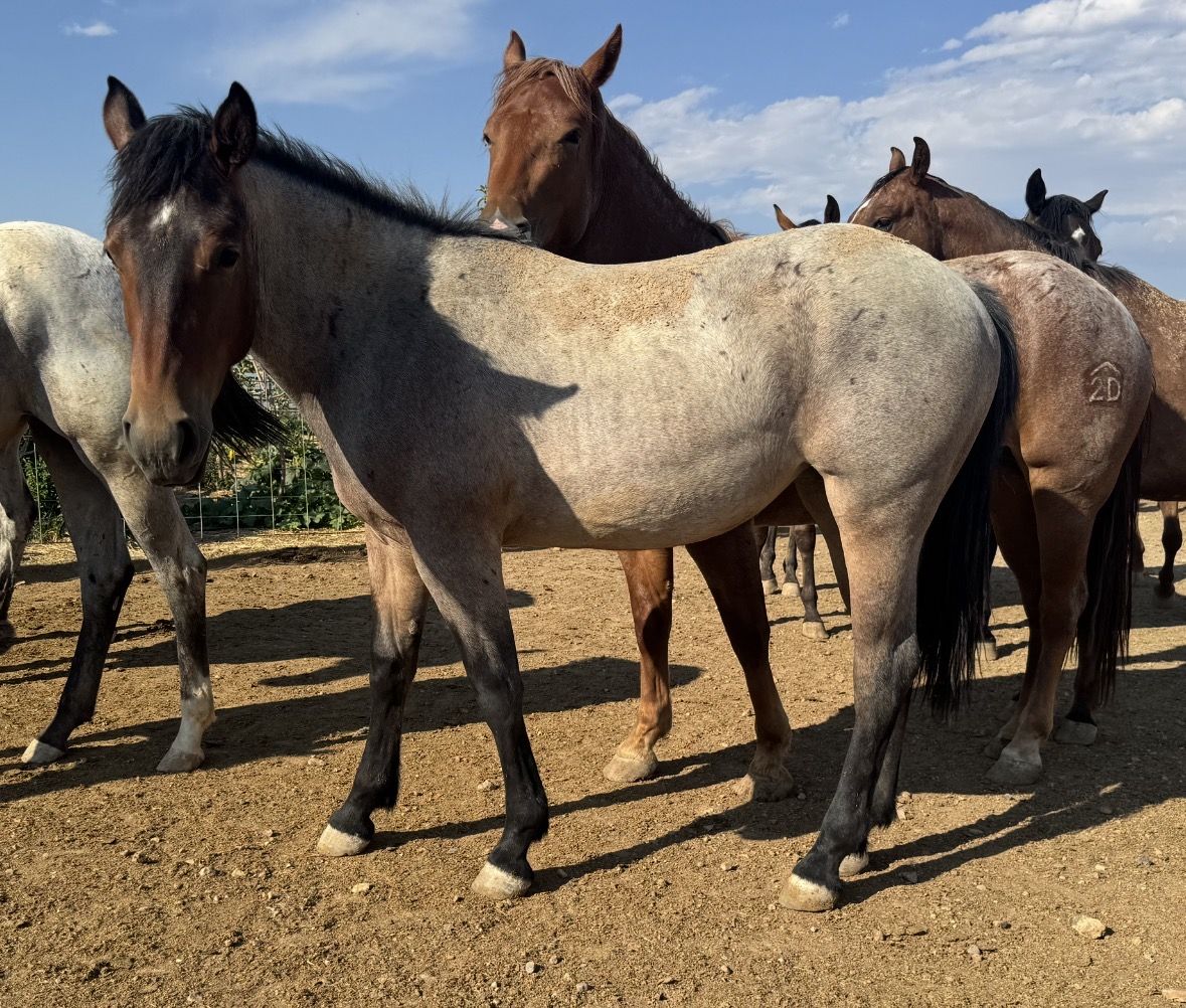 1/2 Draft Yearling Filly