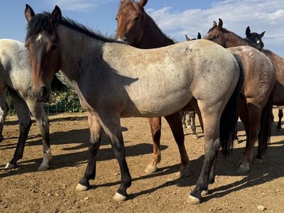 1/2 Draft Yearling Filly