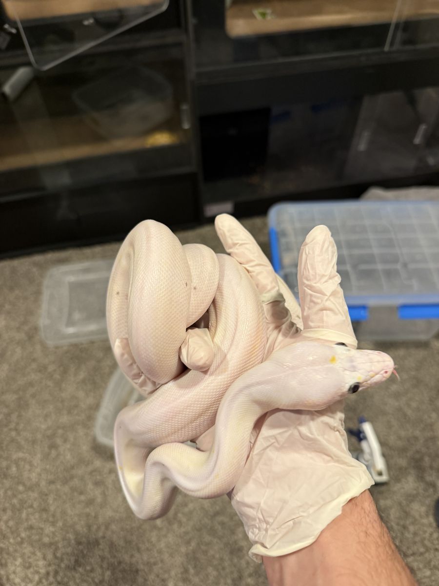 Dwarf cow reticulated python