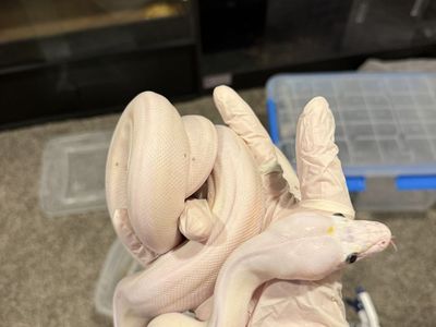 Dwarf cow reticulated python