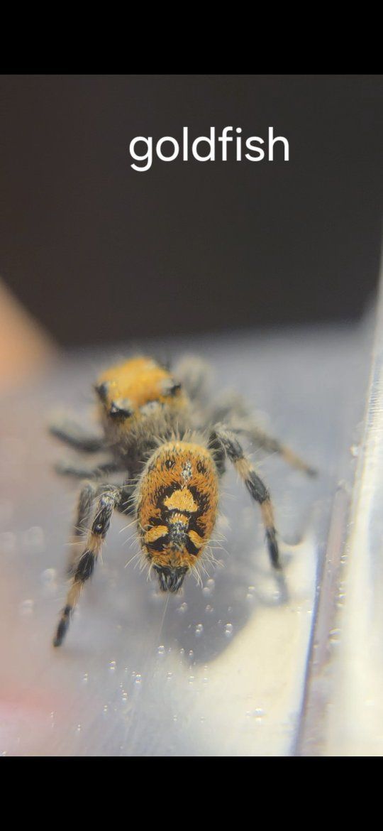 colorful jumping spiders spectacular patterns!