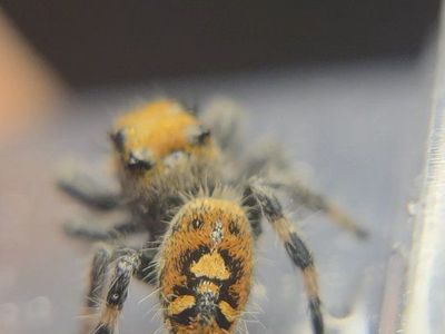 colorful jumping spiders spectacular patterns!