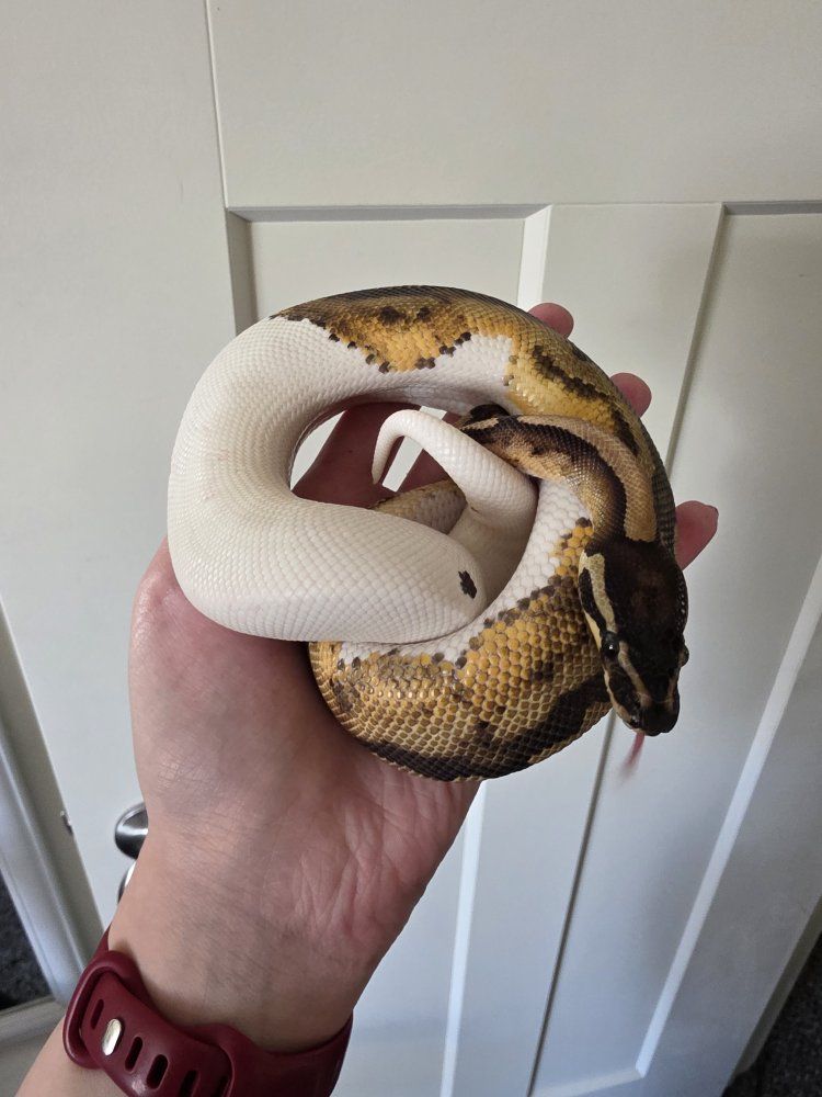 Pied Ball Python w/ Enclosure and All Supplies