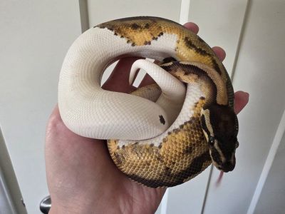 Pied Ball Python w/ Enclosure and All Supplies