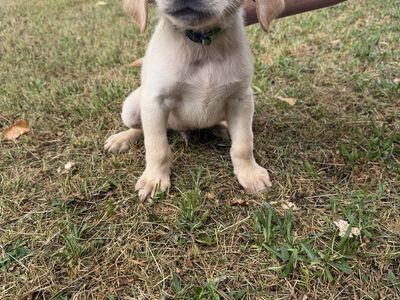 AKC Yellow Lab Pups