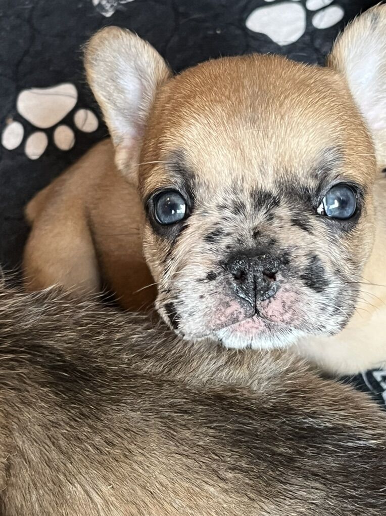 AKC French Bulldog