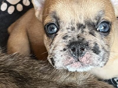 AKC French Bulldog
