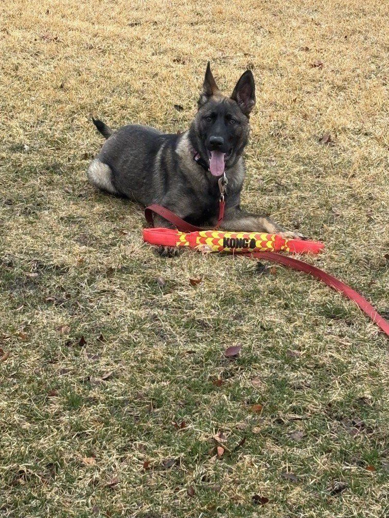 Czech line German Shepherd