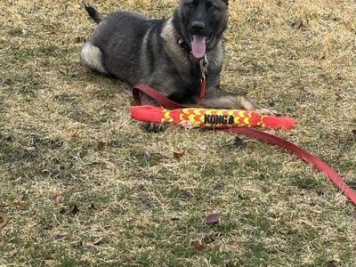 Czech line German Shepherd