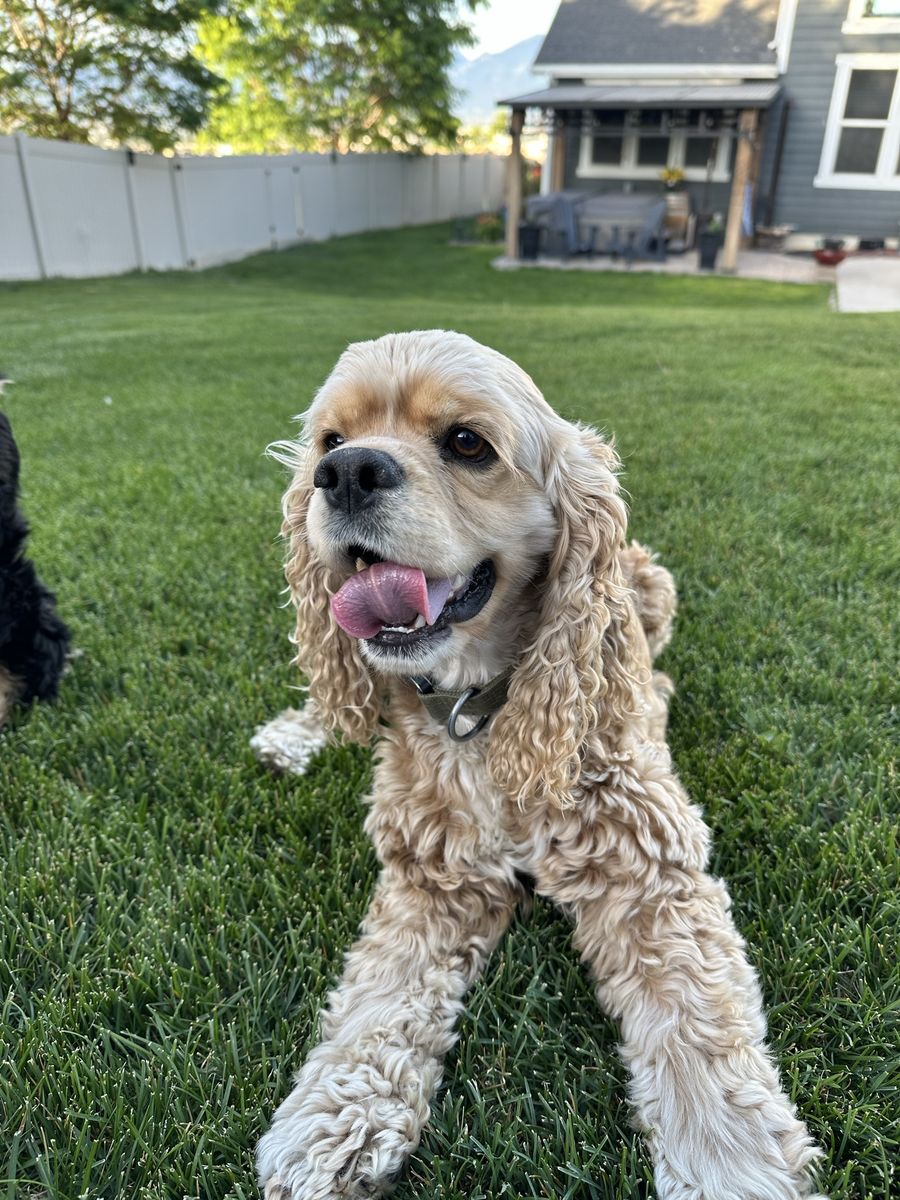 AKC American Cocker Stud Service