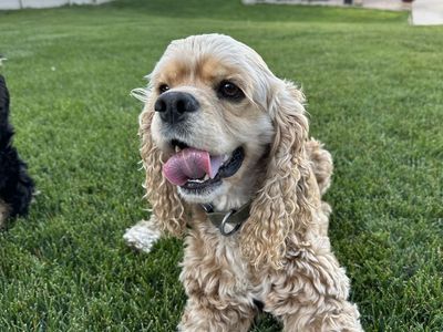AKC American Cocker Stud Service