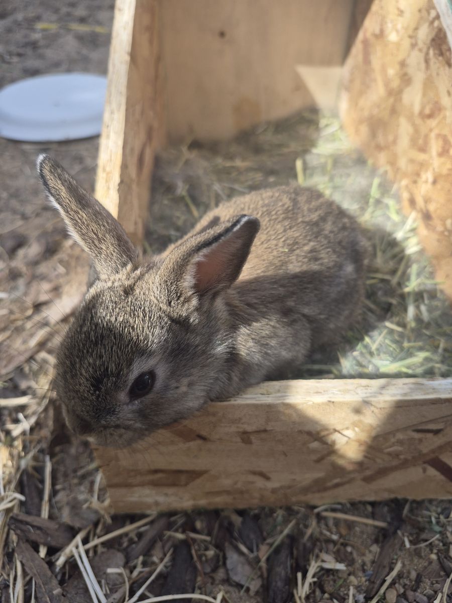 Rex/ mini lop female