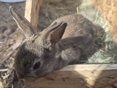 Rex/ mini lop female