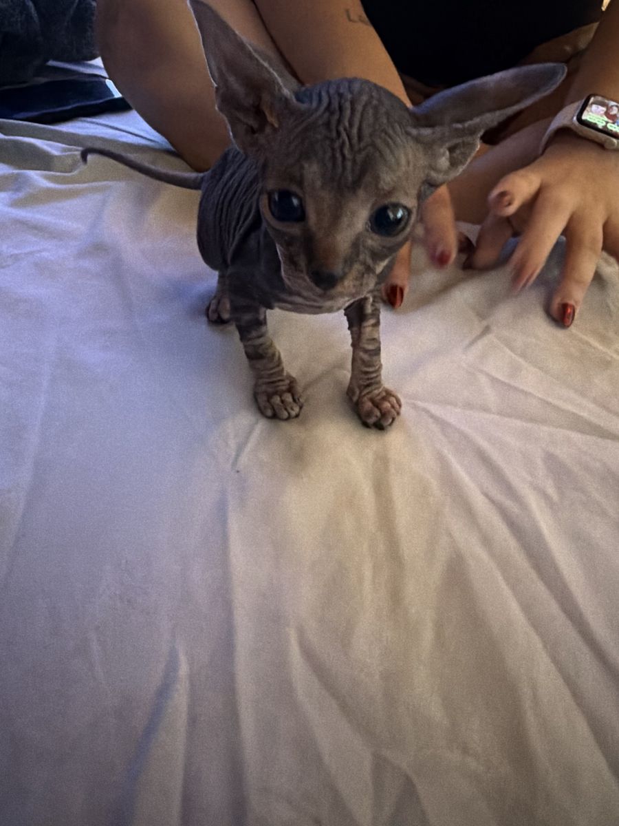 2 Beautiful Sphynx Kittens