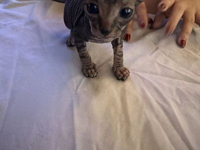 2 Beautiful Sphynx Kittens