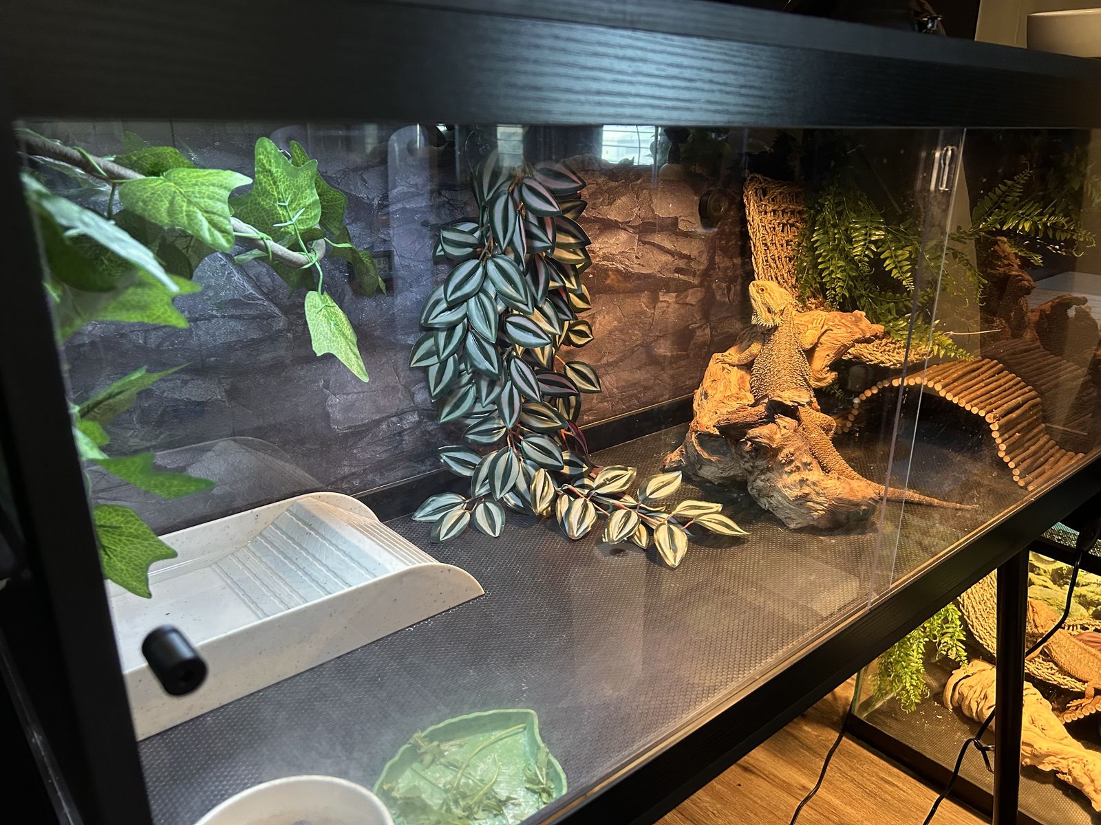 Two Adult Male Bearded Dragons