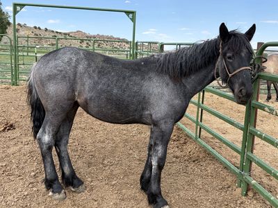 Blue roan draft filly