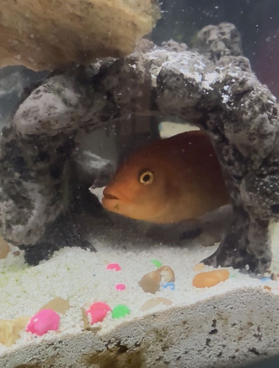 3 African cichlids