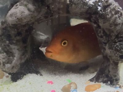 3 African cichlids