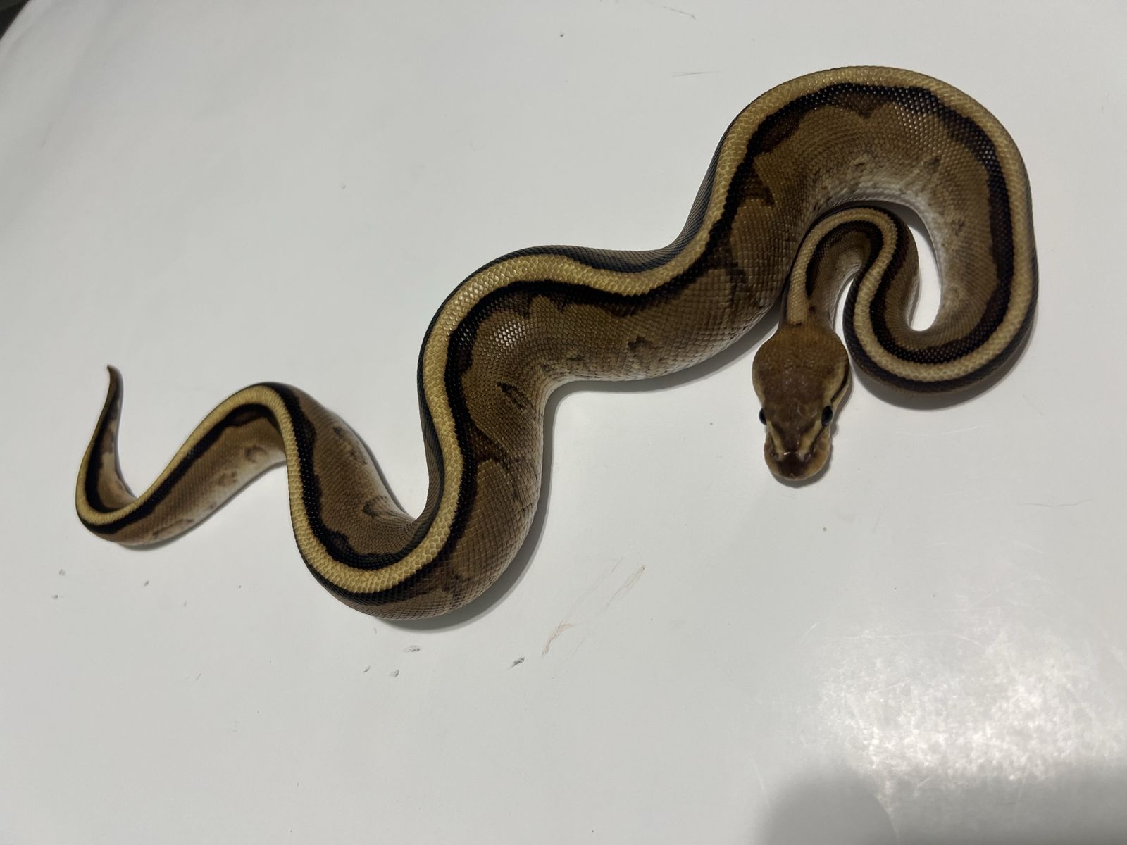 Ball Python Snake -#29