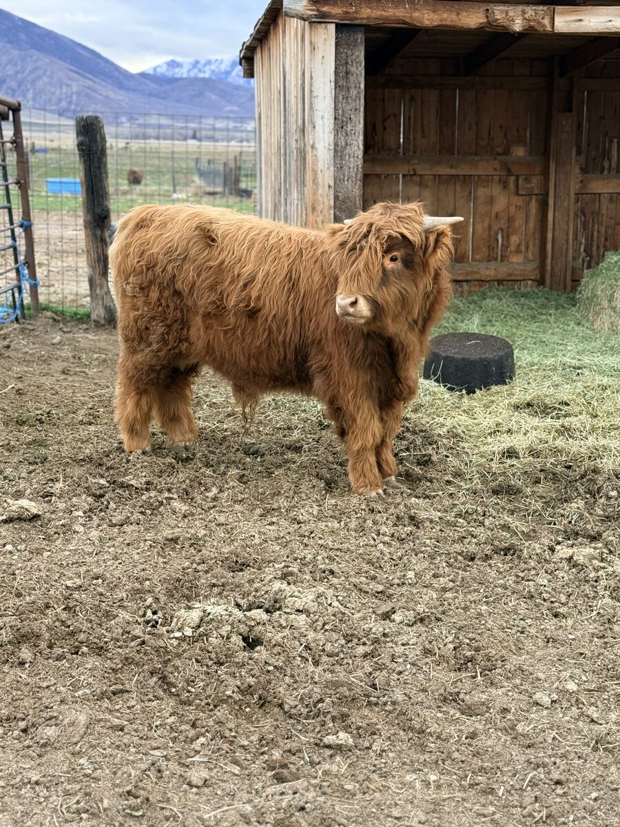 Highland Bull