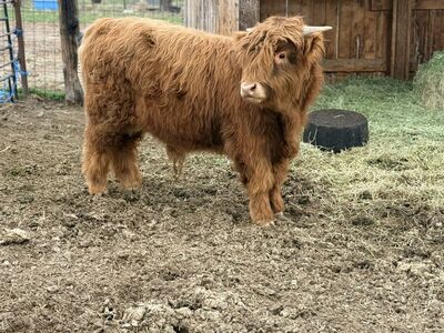 Highland Bull