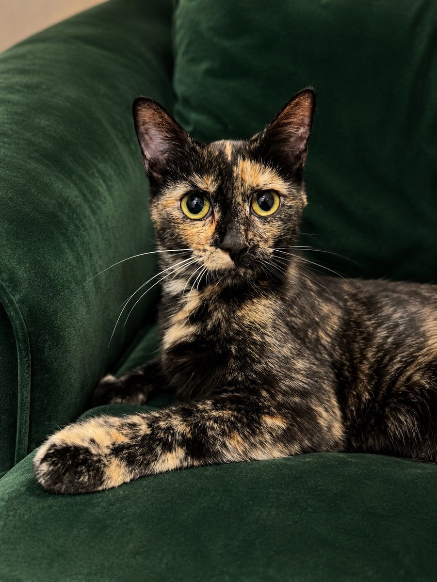 Adopt Misfit