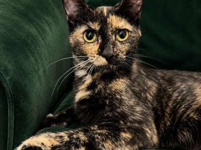 Adopt Misfit