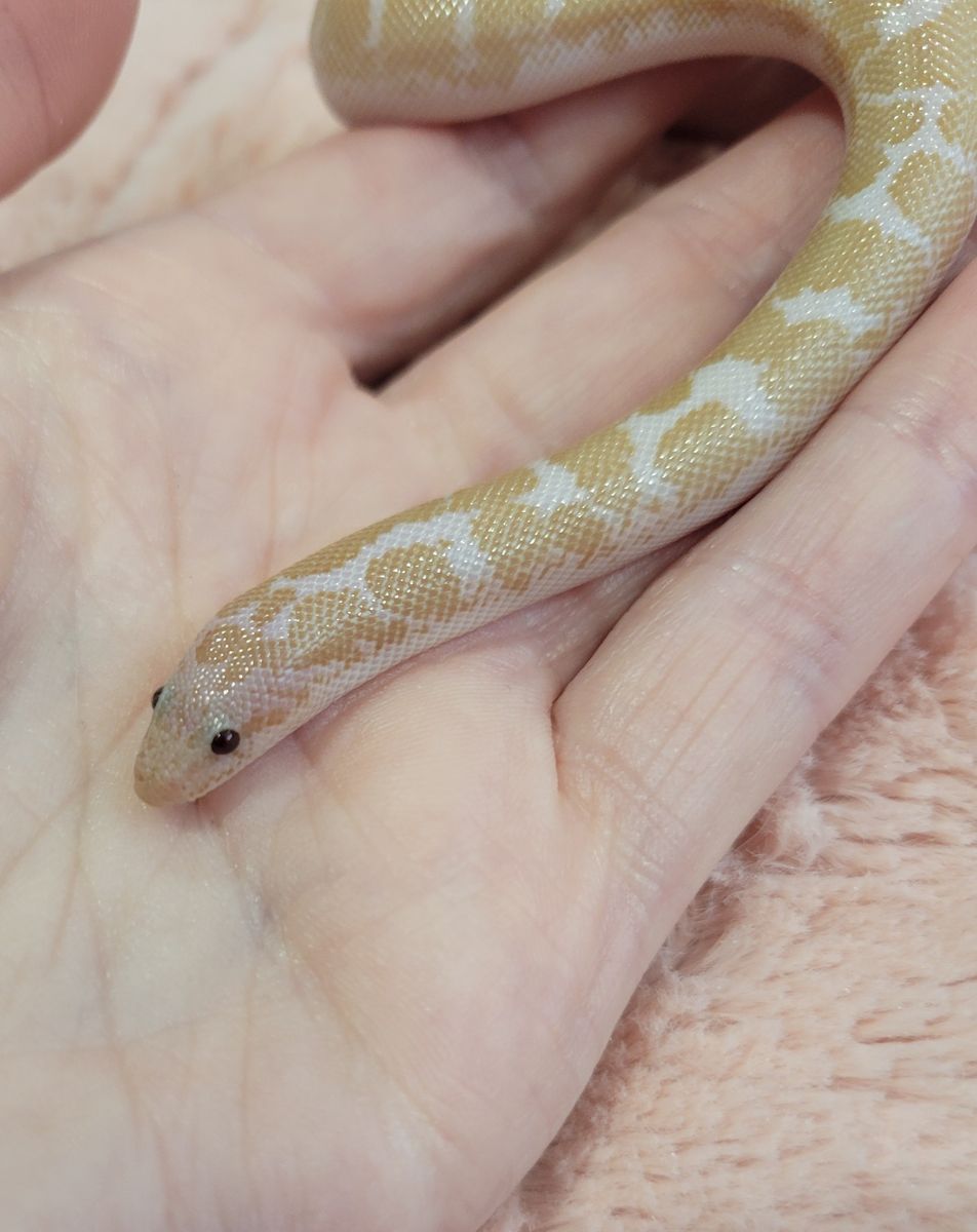 Baby Male Snow Kenyan Sand Boa