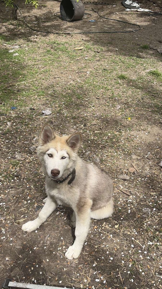 Husky puppy for sale