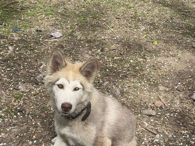 Husky puppy for sale
