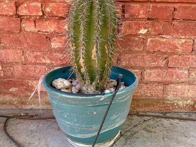 12-year-old Saguaro Cactus in pot