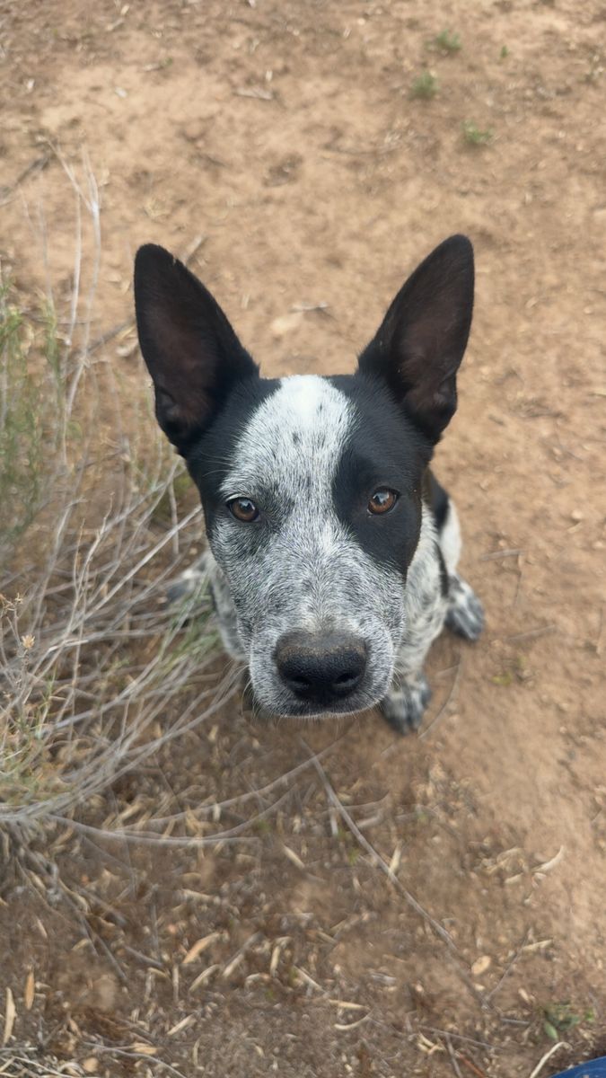 Blue heeler border collie mix