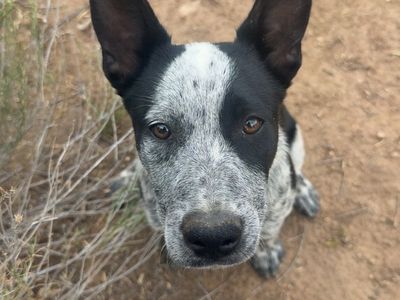 Blue heeler border collie mix