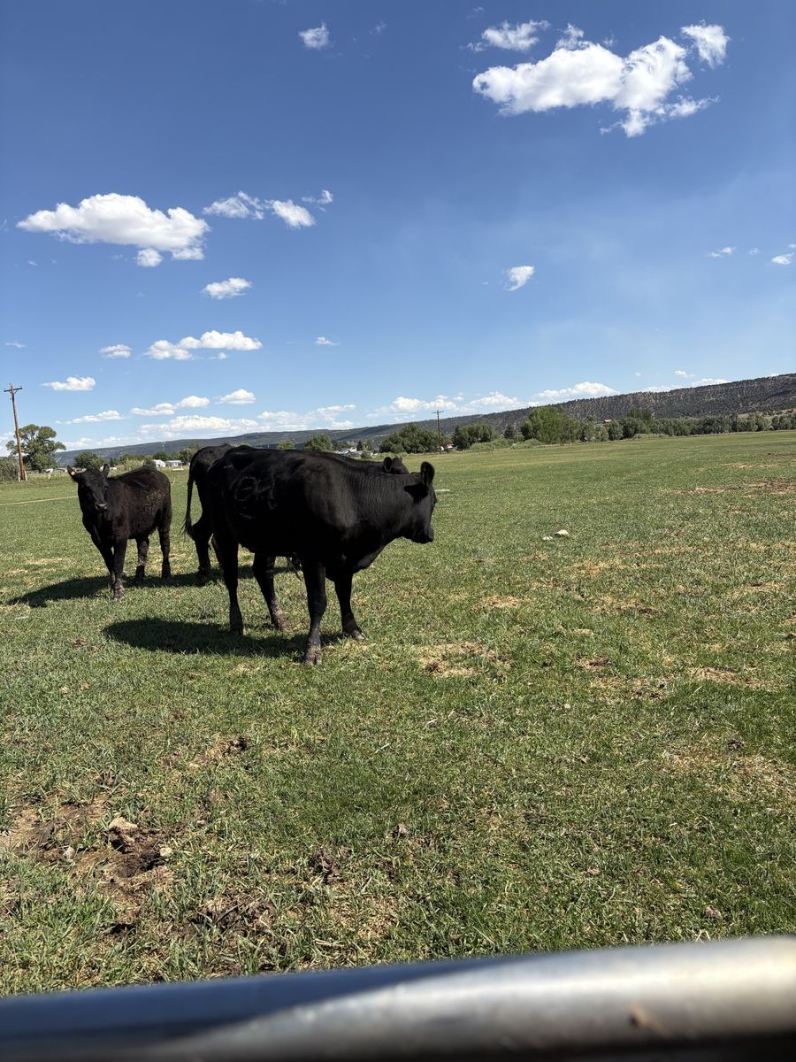 7 Black angus First calf heifer pairs for sale. $5500 each obo