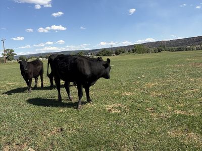 7 Black angus First calf heifer pairs for sale. $5500 each obo
