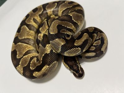 Ball Python Snake Pet #28